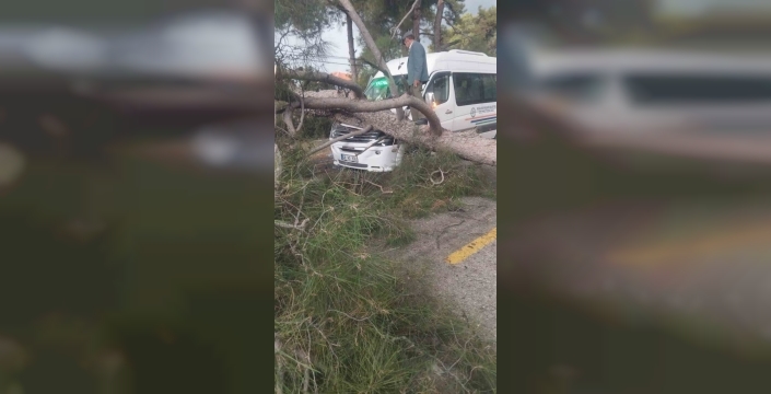 Yola devrilen ağaç minibüsü ezdi: Yolcuların korku dolu anları!