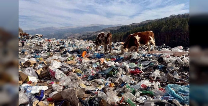 Ardahan'da şok eden görüntü: İnekler çöplükte besleniyor