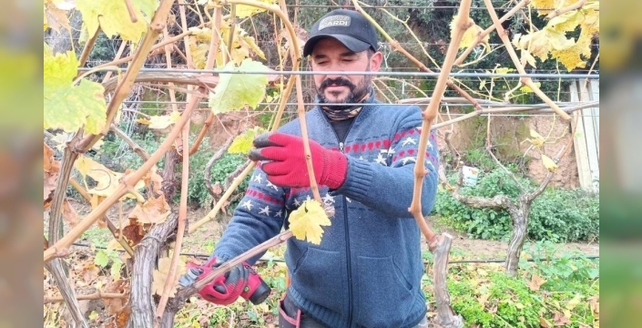 Artan budama maliyetleri, üreticileri ailece bağlara yöneltti