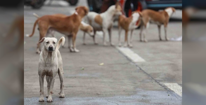 Bağdat'ta başıboş köpek itlafları hız kazandı
