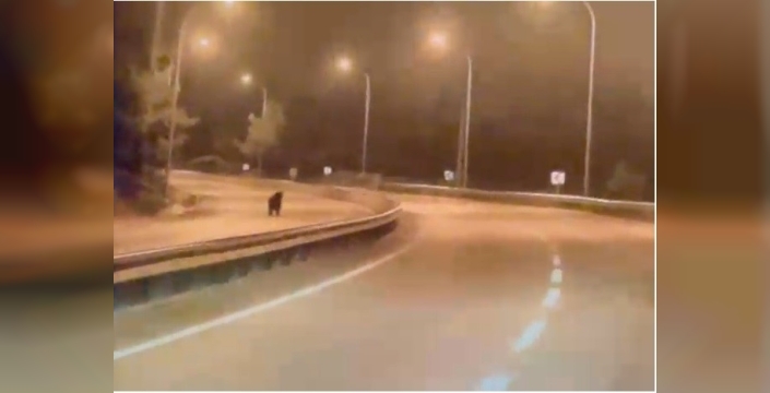 Bilecik'te yola çıkan ayı, sürücüleri tedirgin etti