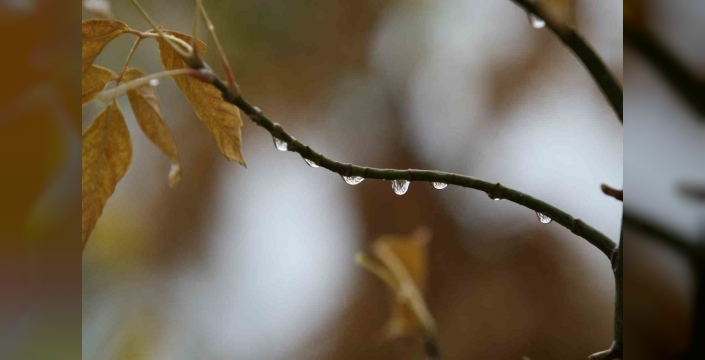 Bursa'da yağmur bereketi: Çiftçilerin yüzü güldü