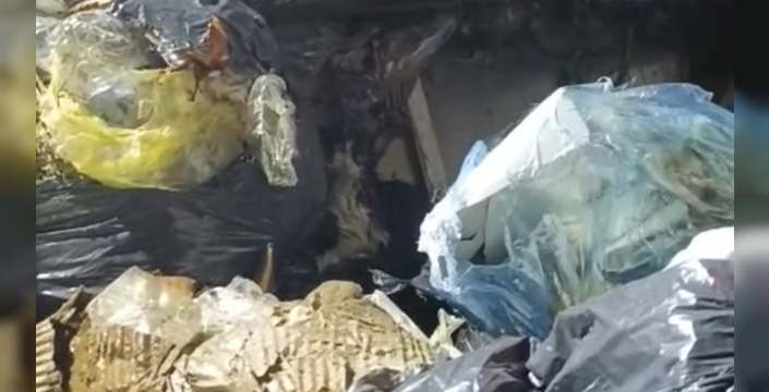 Çöp poşetine bağlanıp atılan kedi son anda kurtarıldı