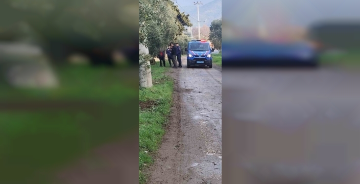 Dalından zeytinler bu kez hırsızların eline geçti!