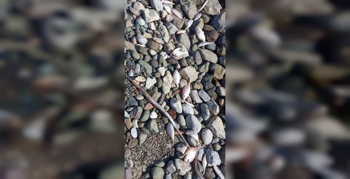 Datça sahillerinde şok eden manzara: Kıyıya vuran ölü balıklar tedirginlik yarattı