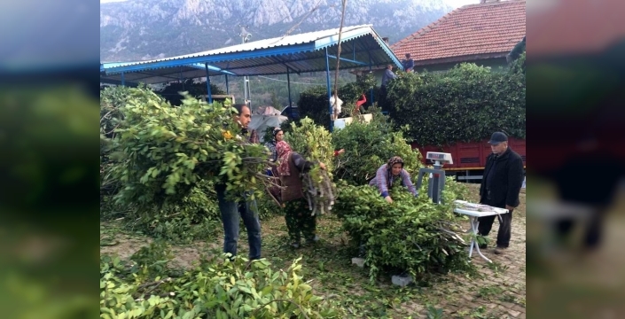 Defne yaprağı, Akseki köyü için geçim kaynağı haline geldi