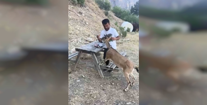Doğanın Mucizesi: Dağ Keçisi İnsan Elinden Beslendi