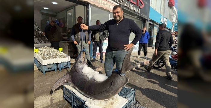 Dörtyol açıklarında dev kılıç balığı deniz canlılarını şaşırttı!