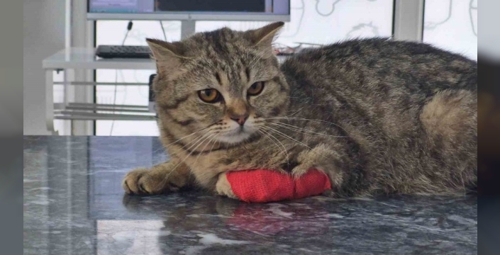 Düzce'den 9 ayda bin 384 ton kedi köpek maması ihracatı