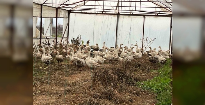 Eğirdir'de meyve bahçelerinde kazlar yabani otla mücadele ediyor