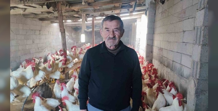 Emekli öğretmenin hobi serüveni: 3 yılda 850 organik horoz yetiştirdi