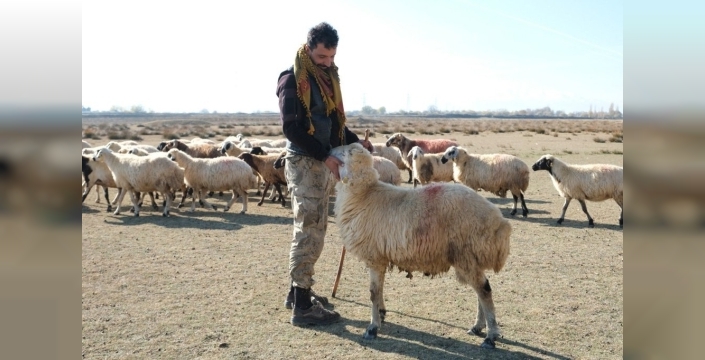Erzincan'da kurak Aralık, üreticilere mera fırsatı yarattı