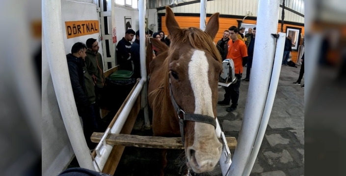 Eskişehir'de at yetiştiriciliğine yeni bir soluk: Kısraklarda suni tohumlama eğitimi başarıyla tamamlandı