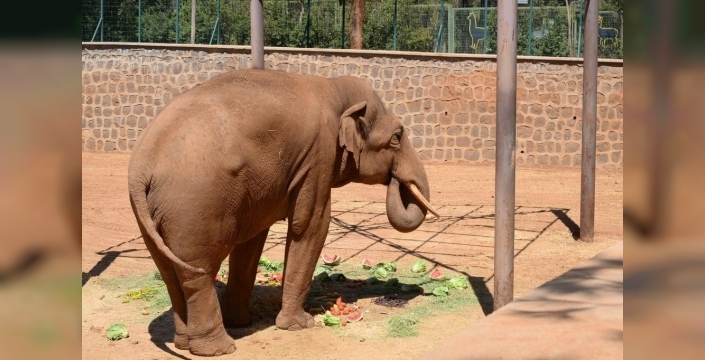 Fatma Şahin'den CHP'li Başarır'a sert yanıt: Fil Gabi ölmedi, ziyarete açık!