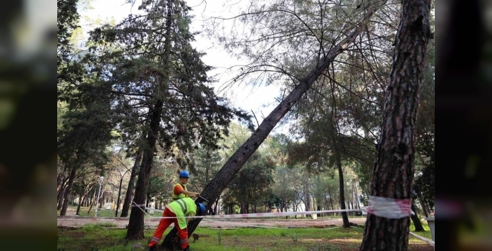 Gökova Orman Parkı'nda tehlike avı: Kuruyan ağaçlar tespit ediliyor!