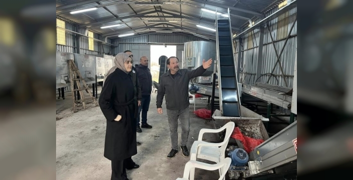 Gölpazarı'nda ceviz üretimi güçleniyor