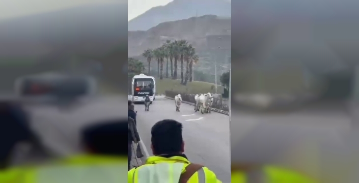 Hatay'da kaza yapan tırdan kaçan anguslar şehirde dolaşıyor