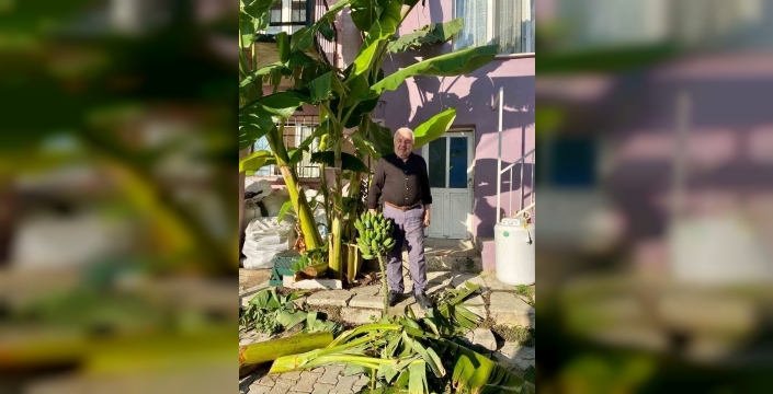 İnat etti, 70 rakımda muz hasadı yaptı