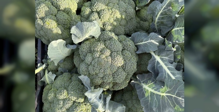 İzmir'de 'yeşil altın' brokoli hasadı başladı, üretici maliyetler altında eziliyor