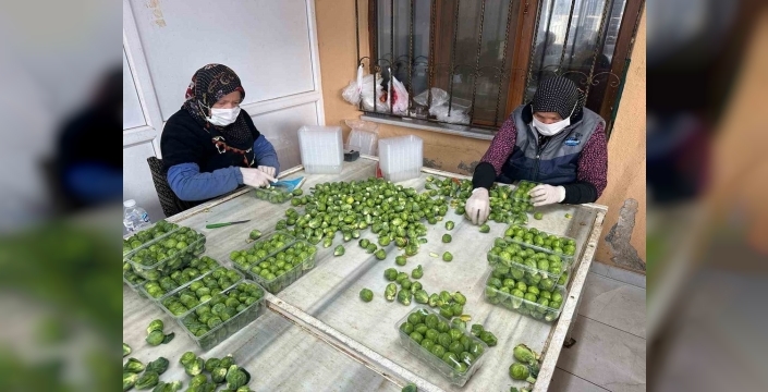 İznik'ten dünyaya Brüksel lahanası: Rusya ve Hollanda'nın gözdesi Türk çiftçisi, ama fiyatlar can yakıyor