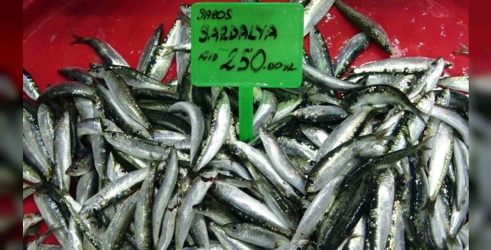 Karadeniz'de hamsi bolluğu şok etti: Balıkçılar akın etti, piyasa çöktü!