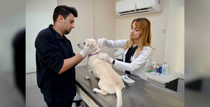 Kedi ve köpek sahipleri dikkat! Mikroçip taktırmanın son günü yaklaşıyor, cezalar yolda