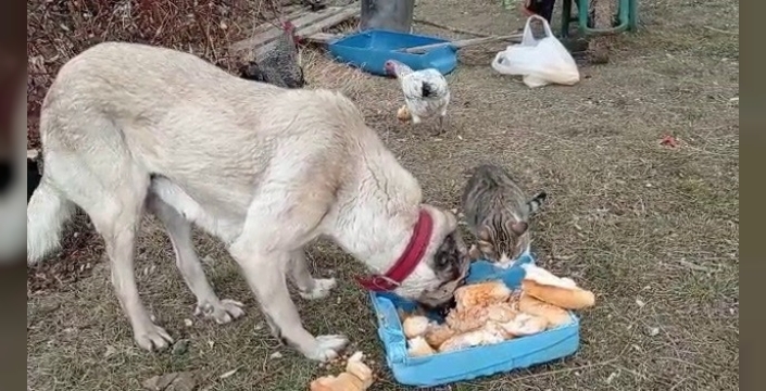 Kedi ve köpeklerin efsanevi kavgası sona erdi: Dostluk şehirde başladı