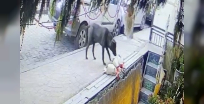 Kocaeli'de sevimli köpek, kokina buketini çaldı