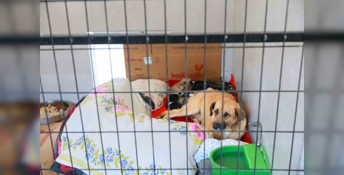 Köpekleri sokağa atan şahsa 172 bin TL ceza verildi