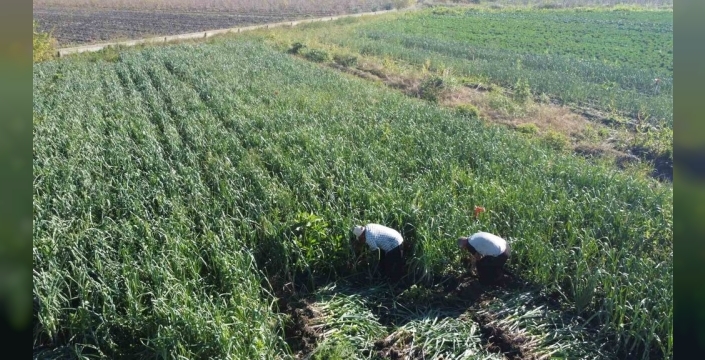 Kozan'da pırasa hasadı başladı, üreticiler fiyatlardan dertli