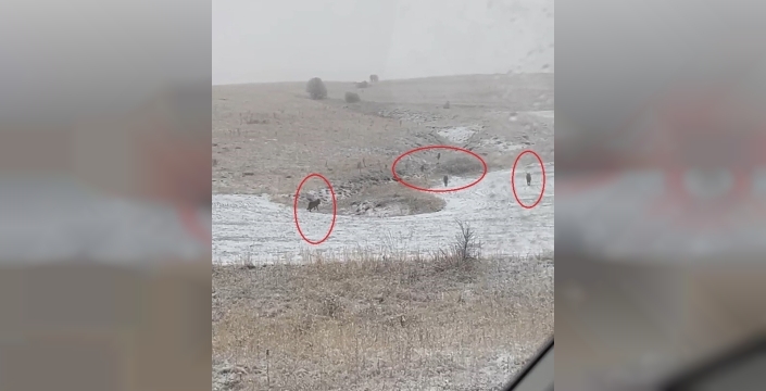 Kurt sürüleri Bayburt köylerinde görülmeye başlandı