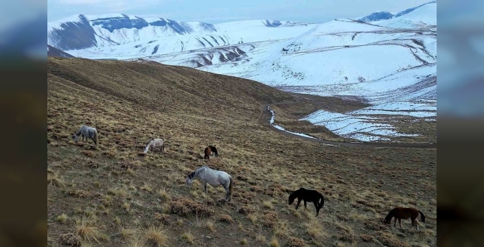 Nemrut Kalderası'nda gizemli at sürüsü: İki mevsimin buluşmasında olağanüstü görüntüler