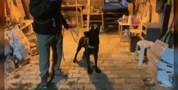 Samsun'da şok operasyon: Narkotik köpeği Tony, bağ evindeki gizli uyuşturucu fabrikasını ortaya çıkardı!