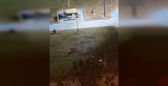 Şanlıurfa'da yiyecek arayan 2 tilki kent merkezine indi