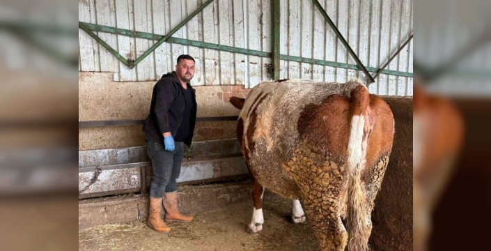 Şap hastalığı üreticiyi vurdu: 150 bin lira zarar!