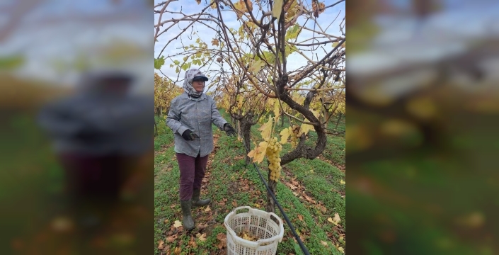 Sarıgöl'de dalda kalan üzümler, aile bütçesine can suyu oluyor