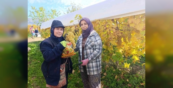 Sarıgöl'de üzüm hasadı aralık'ta da devam ediyor