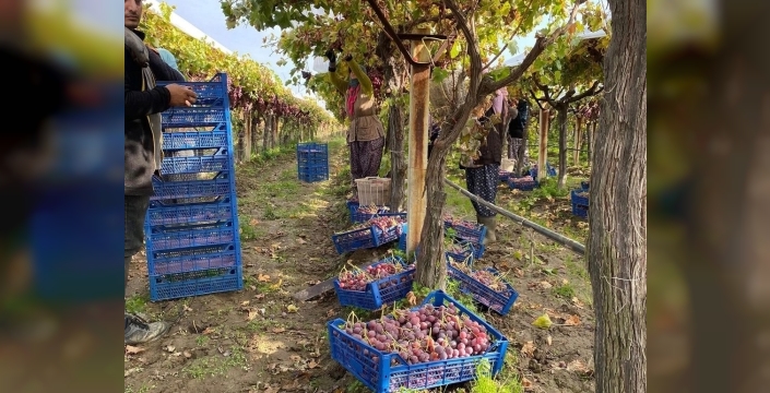 Sarıgöl'de üzüm hasadı sona yaklaşıyor, üretici fiyatları açıkladı