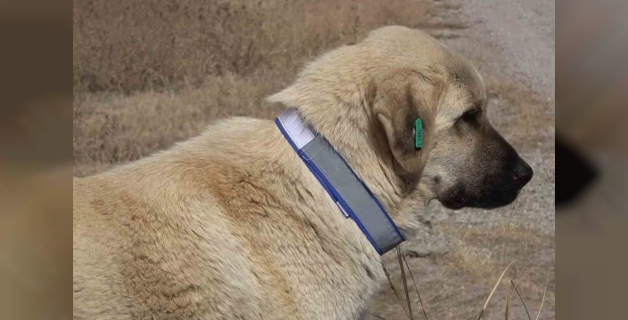 Son dakika: Evcil hayvan sahipleri için mikroçip son tarih 31 Aralık, taktırmayana 8 bin lira ceza