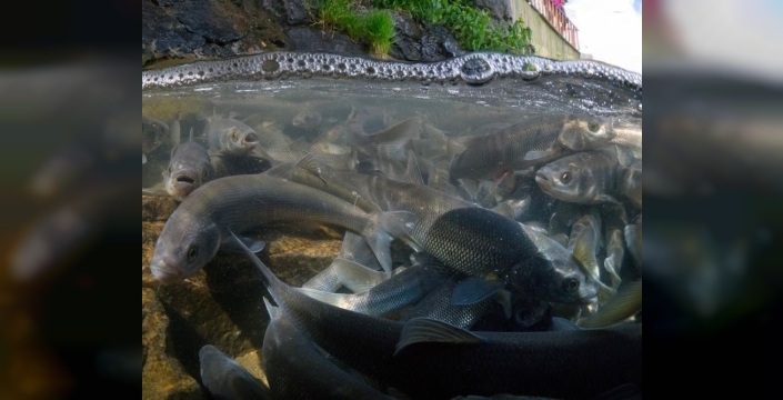 Son dakika: Van Gölü'nün inci kefali yok olma tehlikesiyle karşı karşıya!