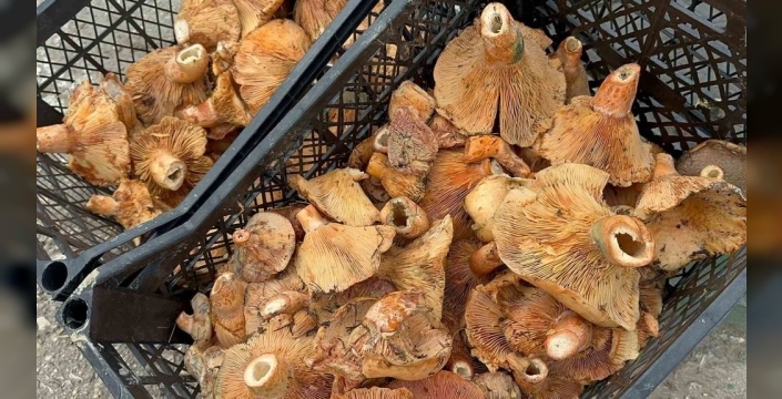 Yağmur bereketi: Bursa'da kanlıca mantarı fiyatı 300 liradan 100 liraya düştü