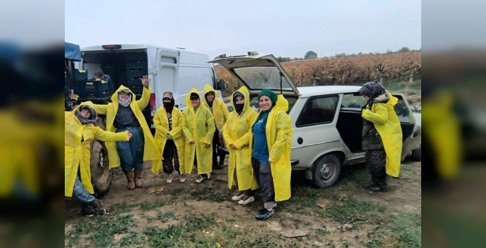 Yağmur ve çamur dinlemiyor: Sarıgöl'de üzüm hasadı zorlu şartlara rağmen sürüyor