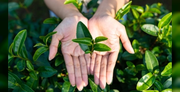 Yaşlı adamın ağzına kaçan yaprak başına dert oldu: 14 bin TL'lik ceza!