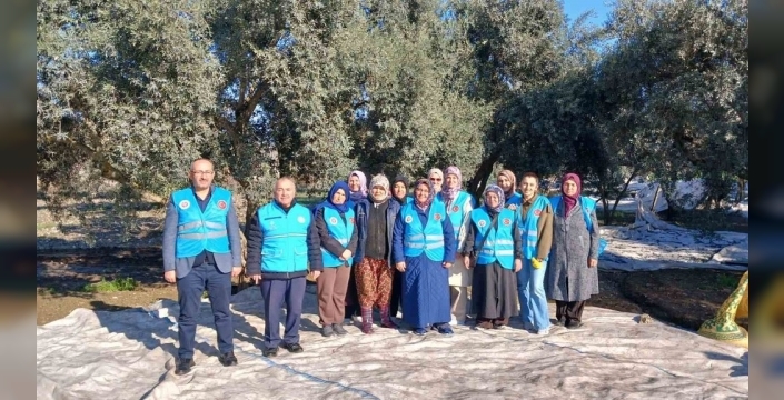 Yatağan'da zeytin bereketi için dua edildi, hasat başladı