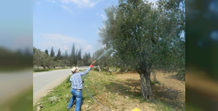 Zeytinde korkutan hastalık: Üreticilere acil ilaçlama uyarısı!