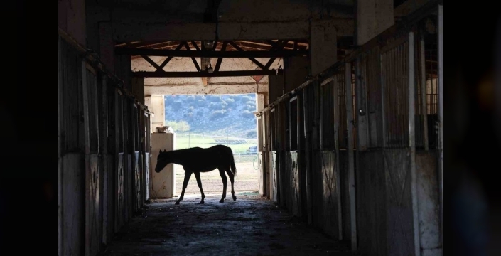 Adana'nın Kozan ilçesi, milyonluk safkan atların gizli cenneti çıktı