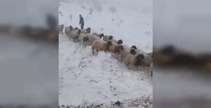 Adıyaman'da dağda mahsur kalan iki çoban ve 800 küçükbaş hayvan kurtarıldı