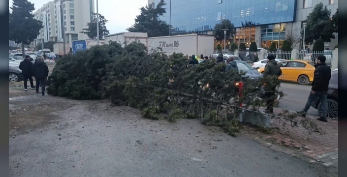 Bahçelievler'de ağaç dehşeti: Şiddetli rüzgar faciaya yol açıyordu, bir kişi kurtarıldı!