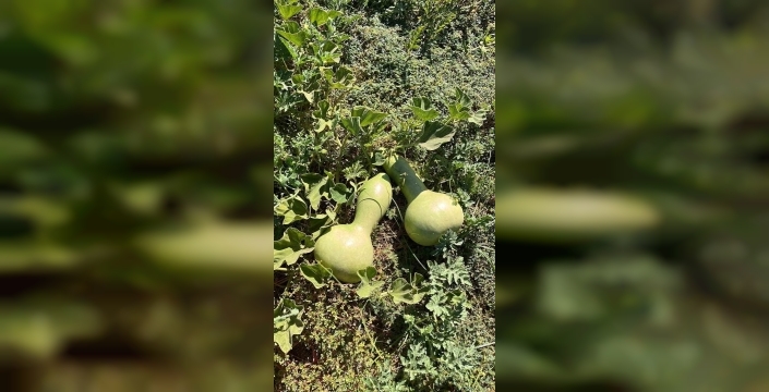 Balıkesir, ata tohumlarıyla tarım mirasını geleceğe taşıyor