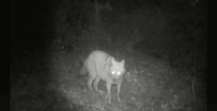 Bilecik’te fotokapanda kurt ve çakal bir araya geldi